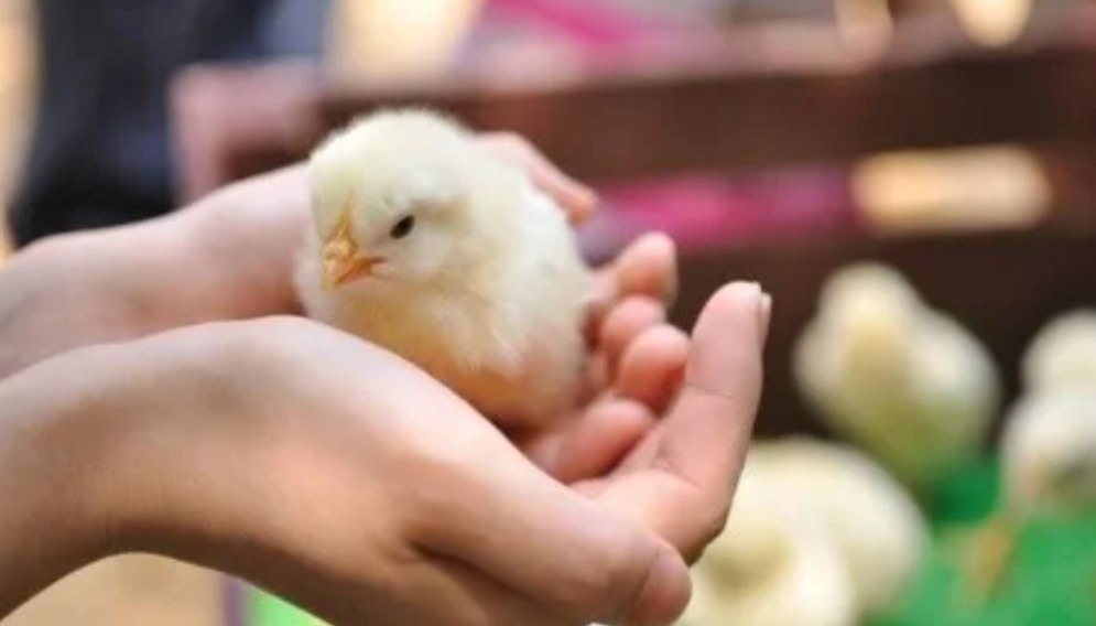 日本高中生實驗引起世界注目! 沒有蛋殼都能孵出小雞?!