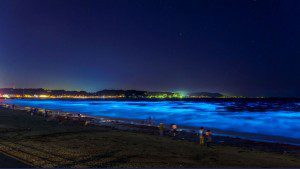 日本夜光蟲