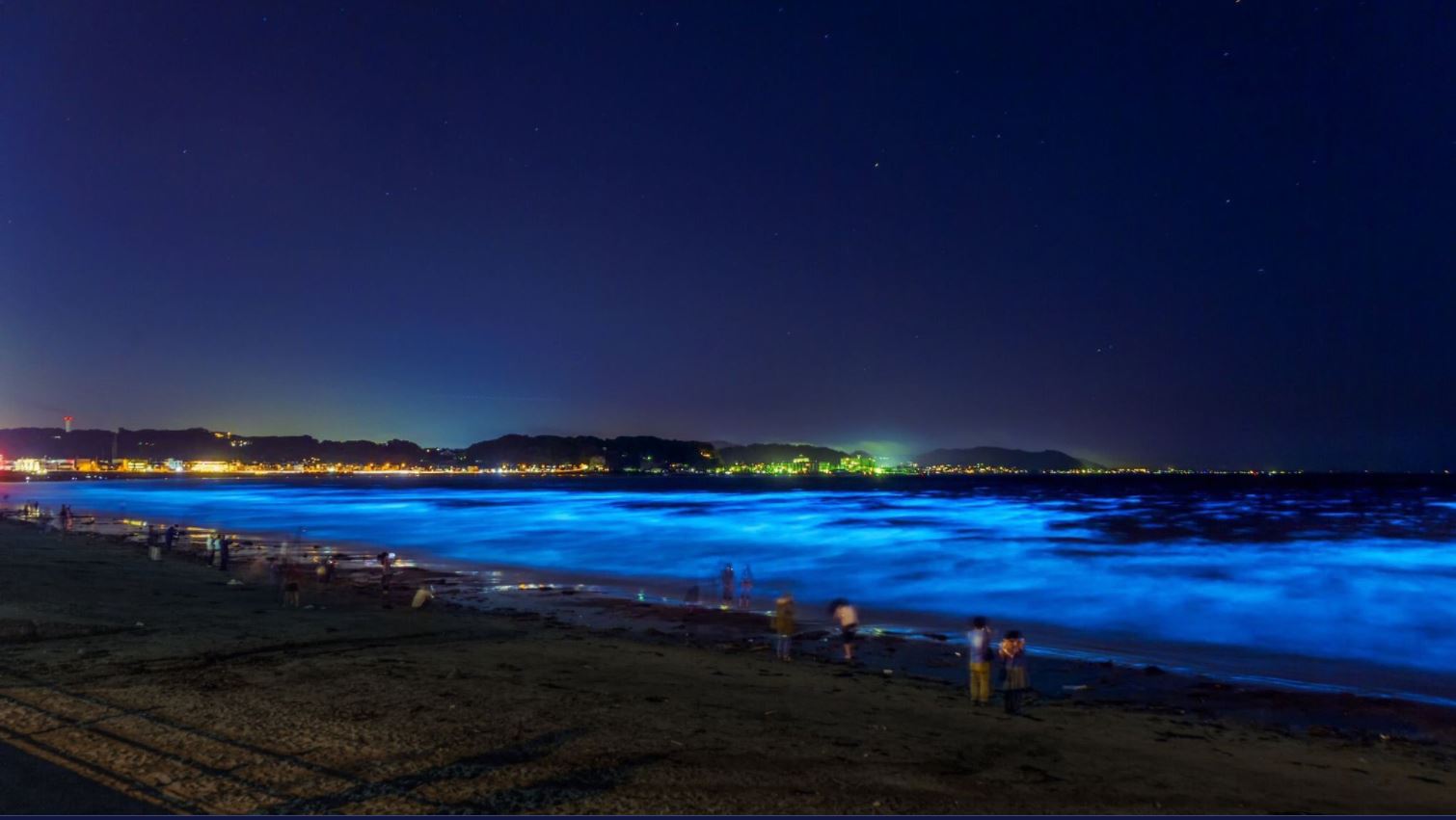 日本夜光蟲夢幻景象 美麗夜景背後的事實?