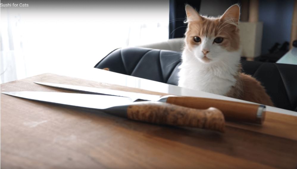 貓主子請慢用﹗YouTuber 為愛貓炮製壽司