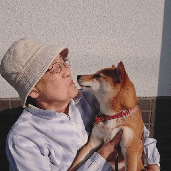 很窩心的畫面﹗老奶奶與柴犬的溫馨時光