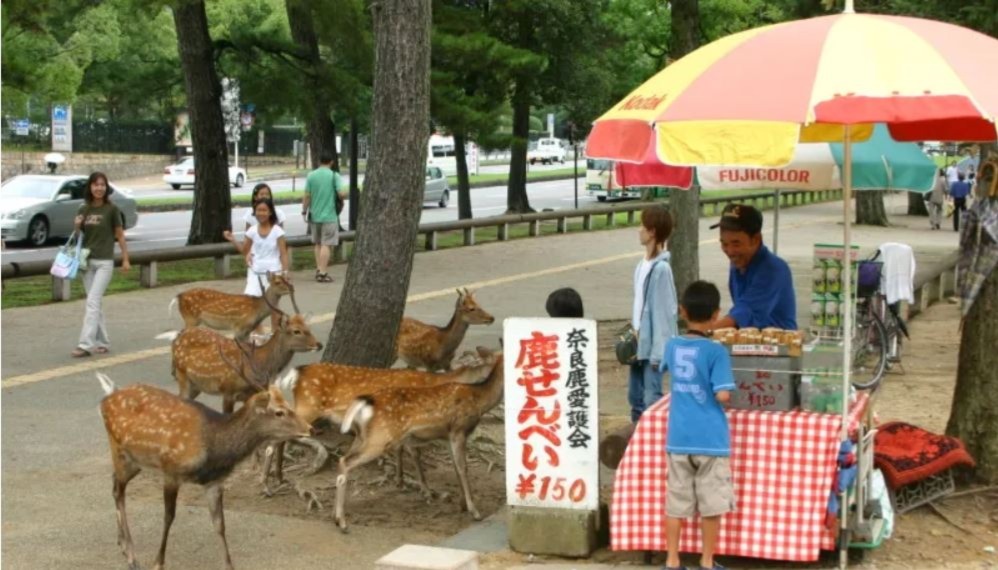 為什麼奈良的鹿很少偷吃擺出來的鹿仙貝?