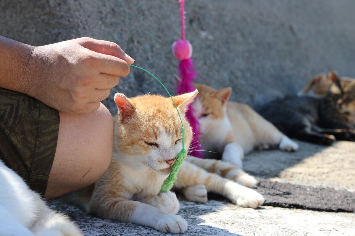 貓痴的天堂—日本青島貓人比例10：1