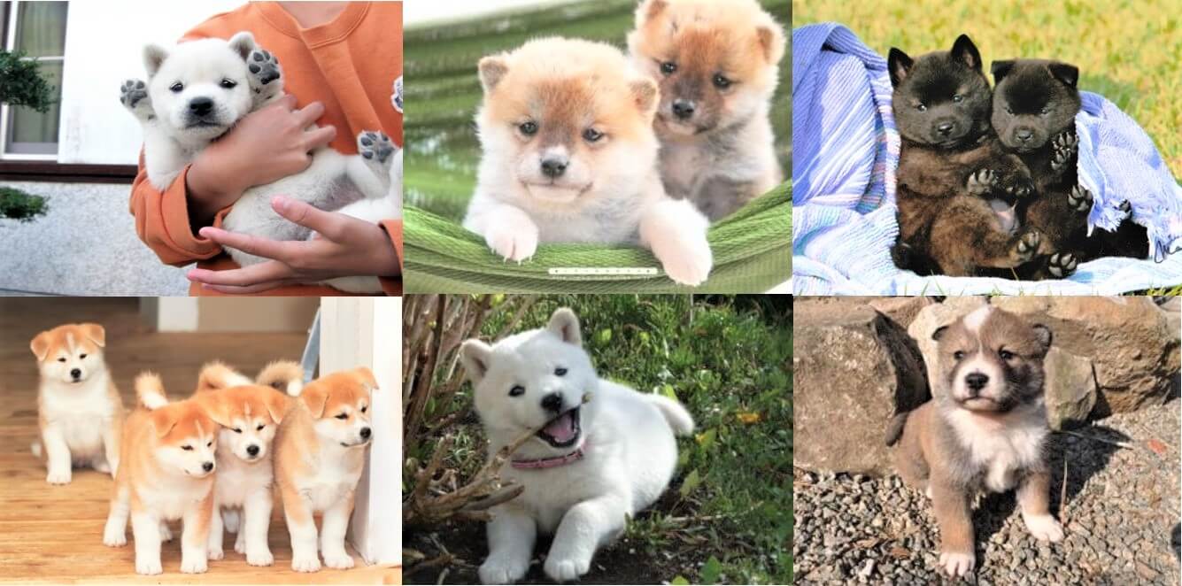 日本六大本土犬你要知! 除了柴犬還有哪些品種?