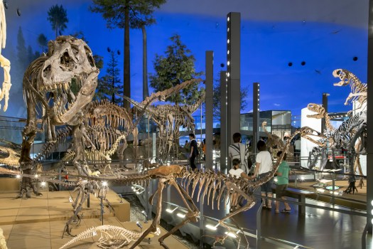 【國際博物館日】親身體驗發掘恐龍化石：福井県立恐竜博物館
