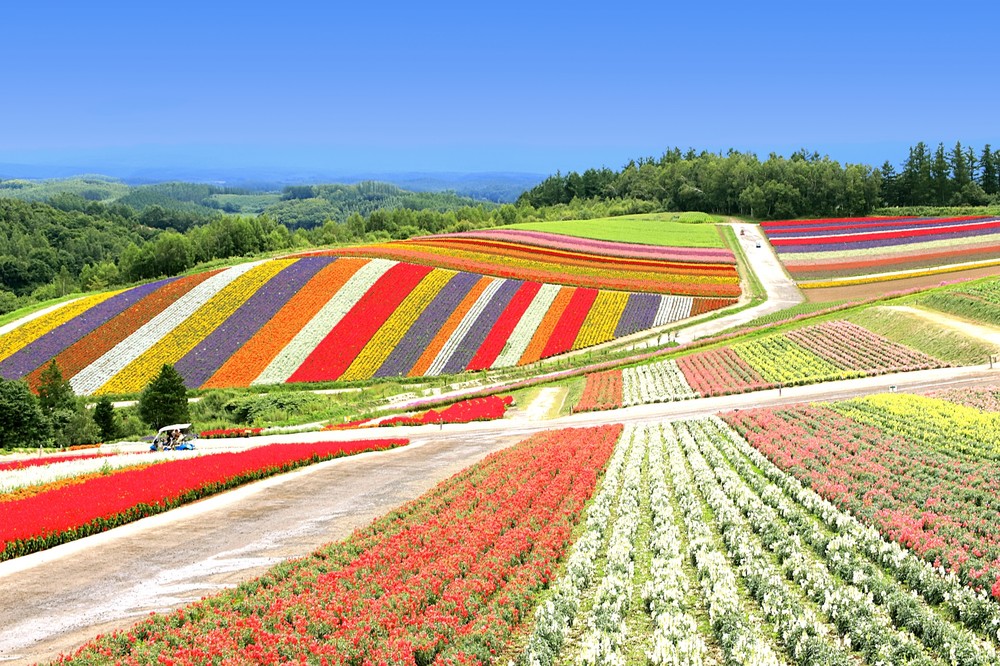 「拜託不要再來北海道了」 insta打卡踐踏花田