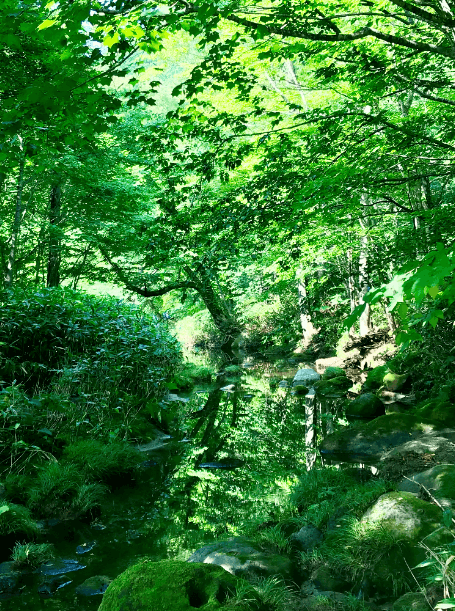 【東北秘境】感受大自然的氣色吧！青森奧入瀨溪流