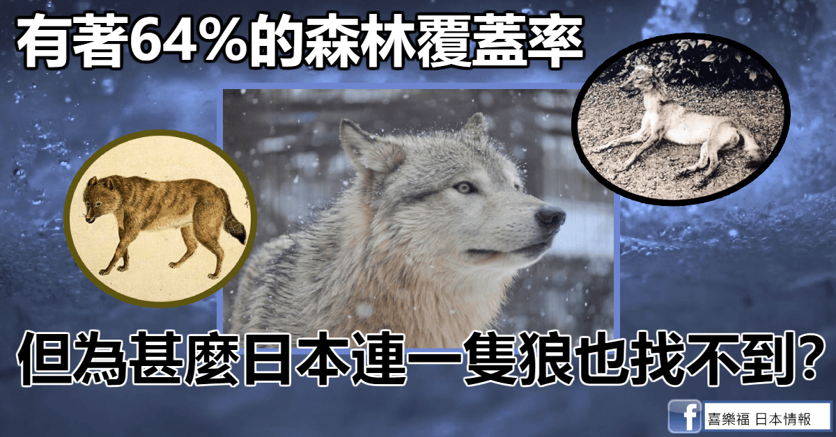 有著64%的森林覆蓋率，但為甚麼日本連一隻狼也找不到？