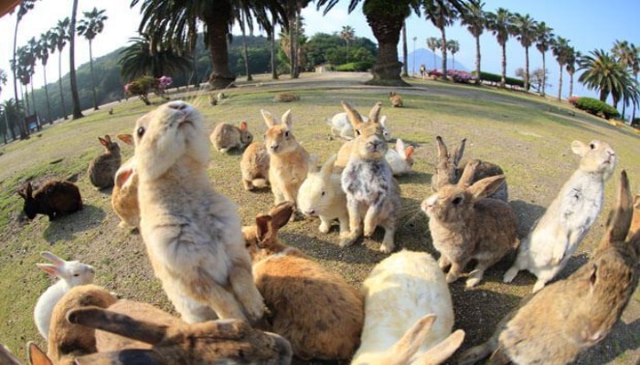 可愛兔子圍著你團團轉! 日本大久野島