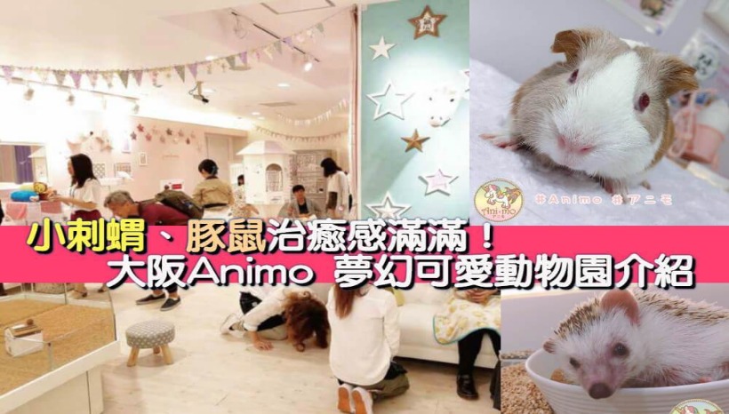 小刺蝟、豚鼠治癒感滿滿！大阪Animo 夢幻可愛動物園介紹