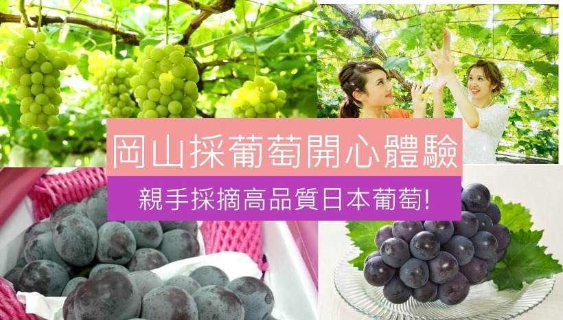 岡山採葡萄體驗 親手採摘高品質日本葡萄!