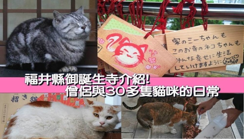 福井縣「御誕生寺」僧侶與30隻貓咪的日常