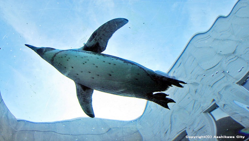 肥嘟嘟企鵝空中「飛行」的可愛畫面! 東京Sunshine水族館新節目