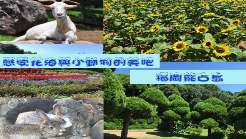 沉醉於迷人花海吧！福岡能古島！